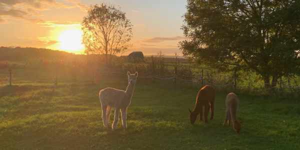 Alpakas im Sonnenuntergang