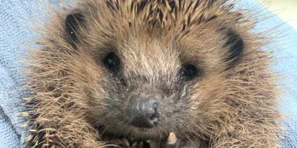 Igel