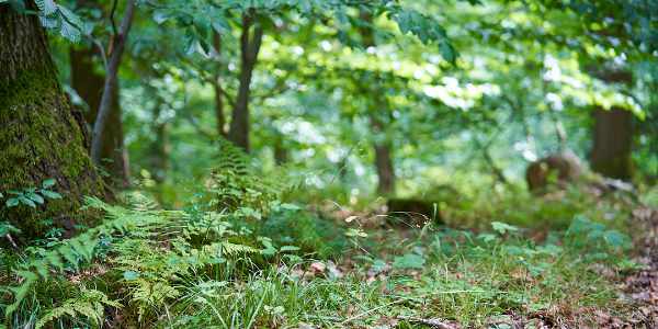 Event Wald