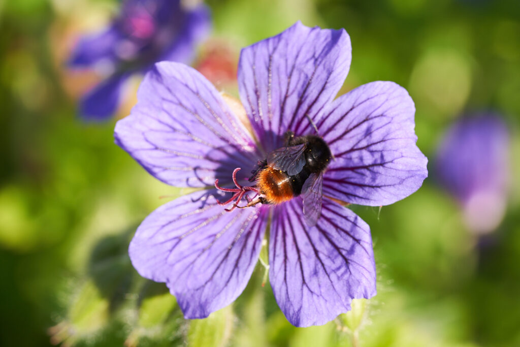 Steinhummel im Garten