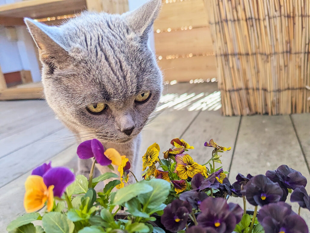 Katze und Hornveilchen