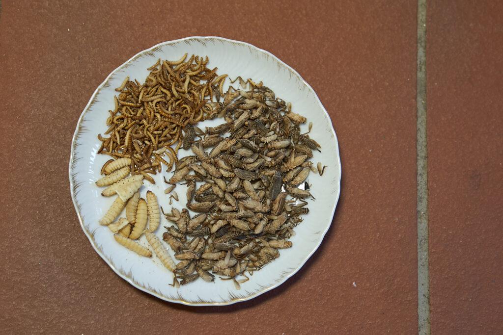 Frostinsekten