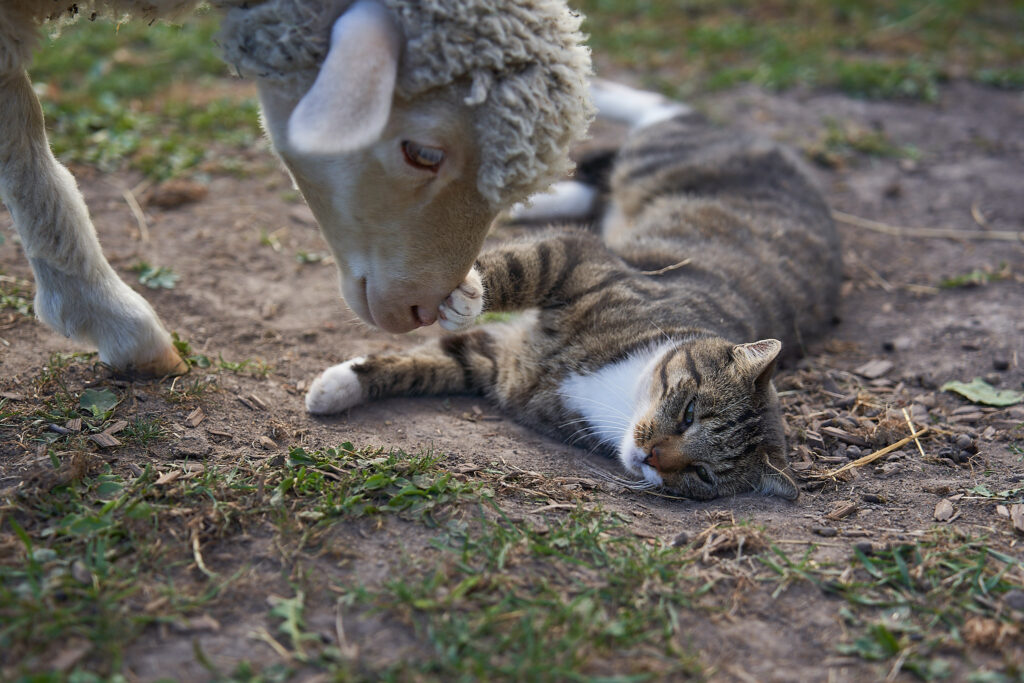 Michel Natur- und Wildtierfreunde