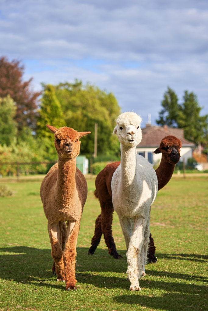 Alpakas Herde