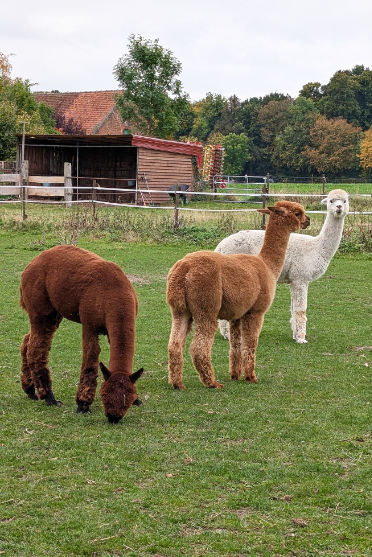 Alpakas auf Wiese