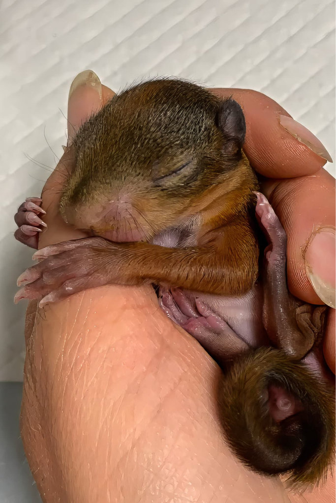 Hilfloses Eichhörnchen