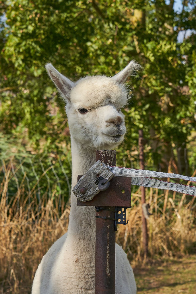 Elmar der Beobachter