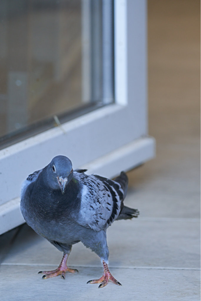 Mitgliedschaft Kündigung