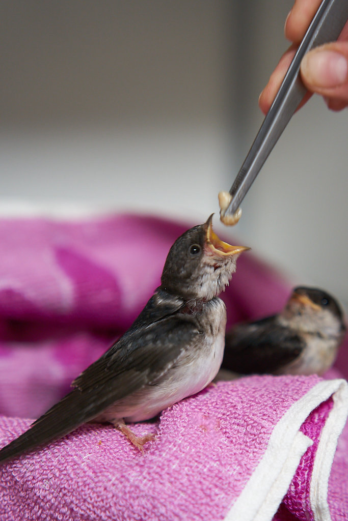 Spenden für Wildvögel