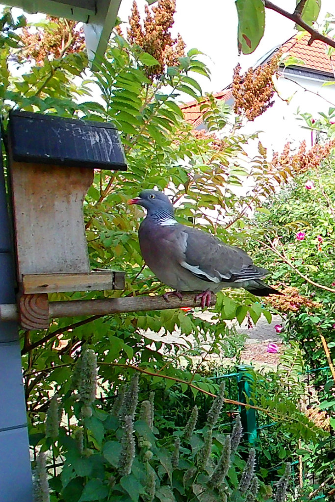 Ringeltaube im Garten