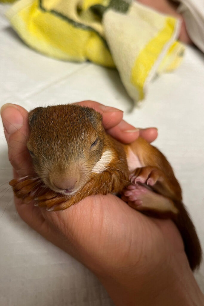 Eichhörnchen Jungtier