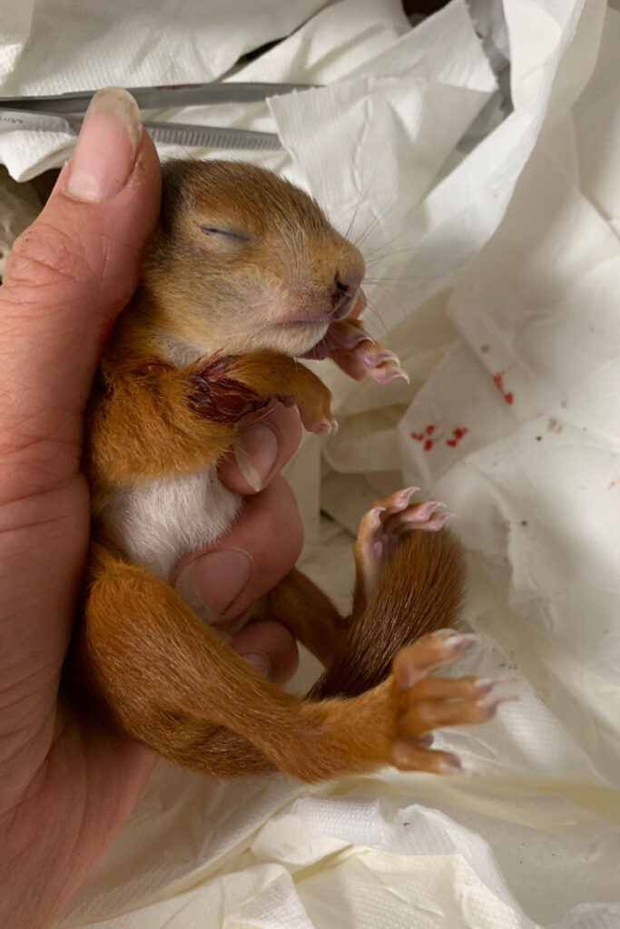 Verletztes Eichhörnchen