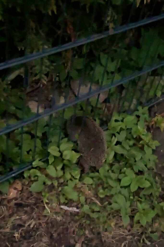 Gefahren im Garten Zaun