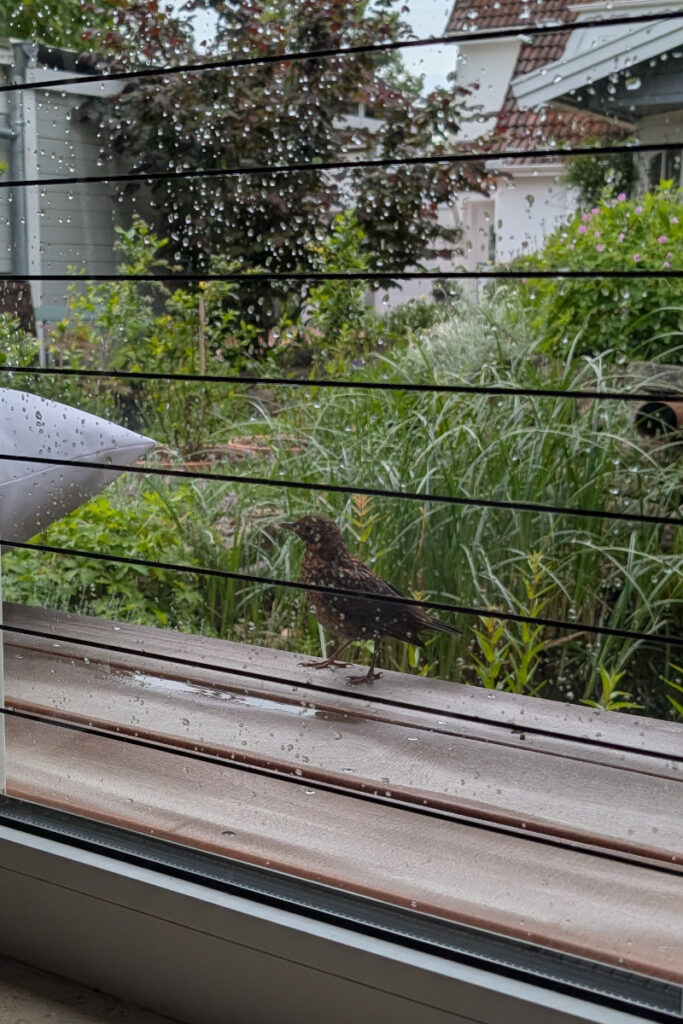 Gefahren im Garten Singvögel