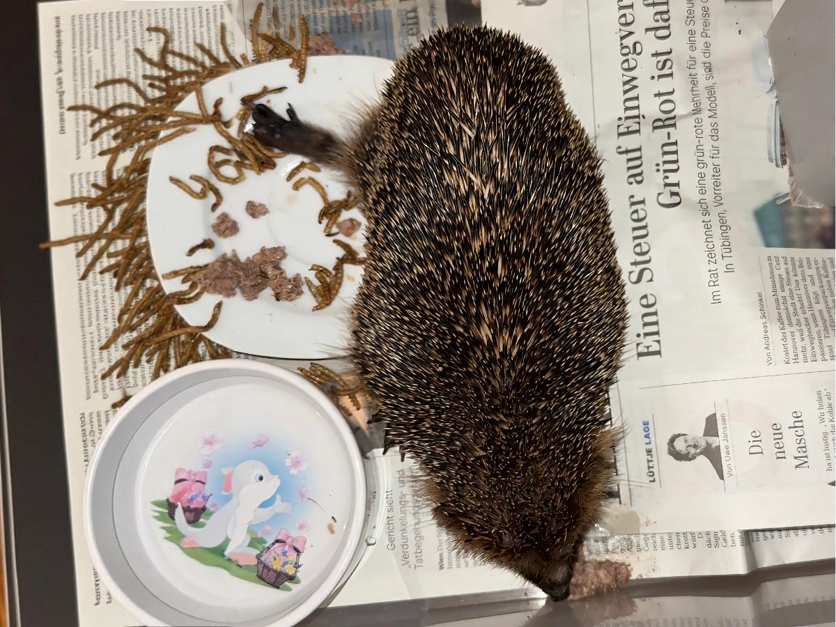 Hilfsbedürftiger Igel – von oben