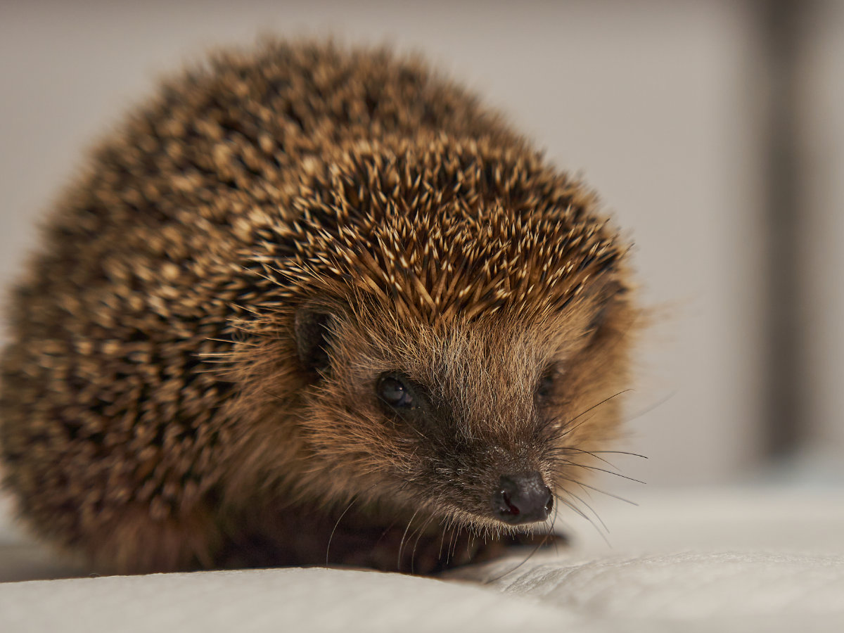 Gesunder Igel – von oben