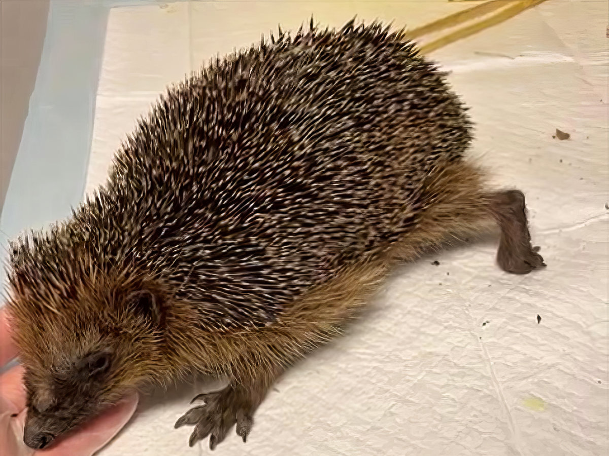 Hilfsbedürftiger Igel – von der Seite