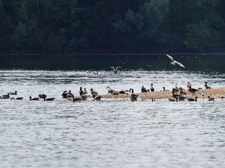 Vogelkrankheiten Vogelgrippe Wasservögel