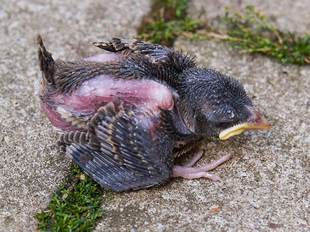 Nestling - Ästling: Nestling