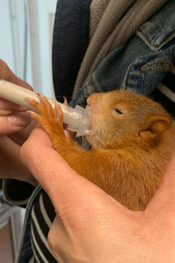 Eichhörnchen bei der Fütterung