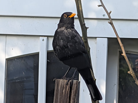 Vogelkrankheiten Amsel
