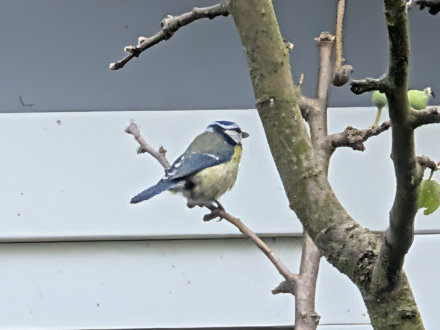 Vogelkrankheiten Blaumeise 1