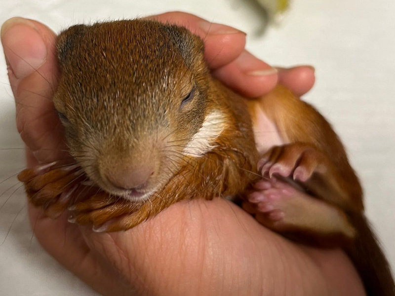 Eichhörnchen gefunden? Kachel