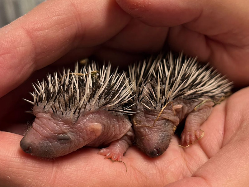 Igel gefunden? Kachel