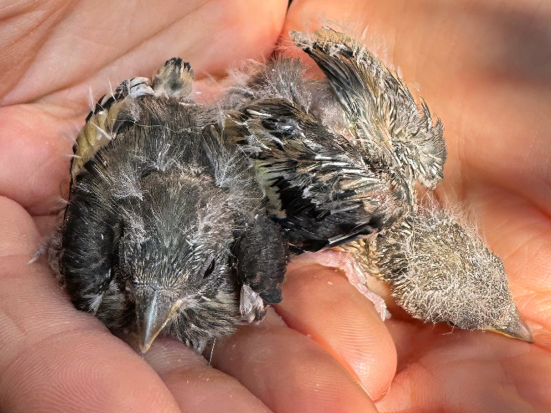 Singvogel gefunden? Kachel